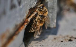 La propolis : un remède naturel pour affronter l'hiver