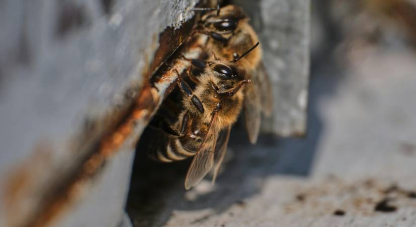 La propolis : un remède naturel pour affronter l'hiver